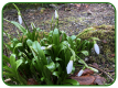 Snowdrops