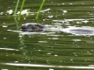 Otter