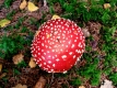 red-mushroom