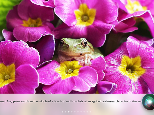 Frog