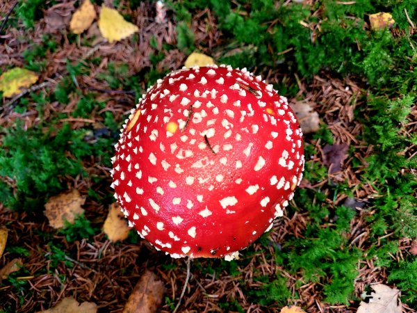 red-mushroom
