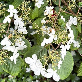 Doublefile-viburnum