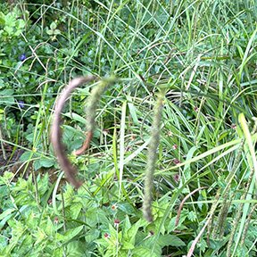 Drooping-sedge