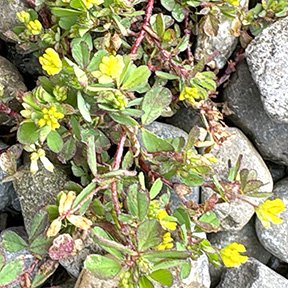 Lesser-trefoil