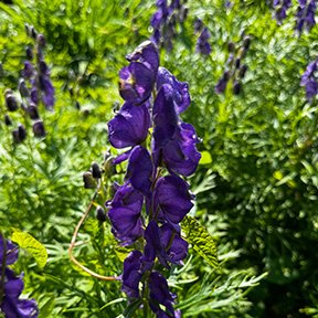 Monkshood