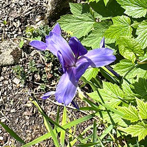 Northern-blue-flag-iris