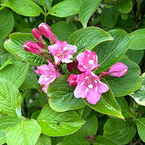 Old-fachion-weigela