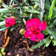 Carnation
