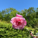 China-rose