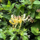 European-honeysuckle
