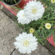 Maguerite-daisy