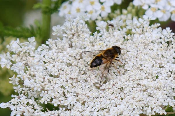 1_on-Yarrow