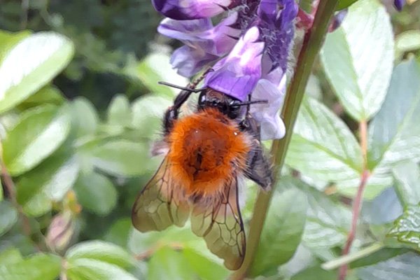 Bee-on-vetch
