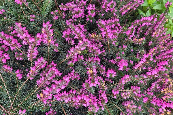 Bell-heather