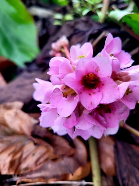 Bergenia