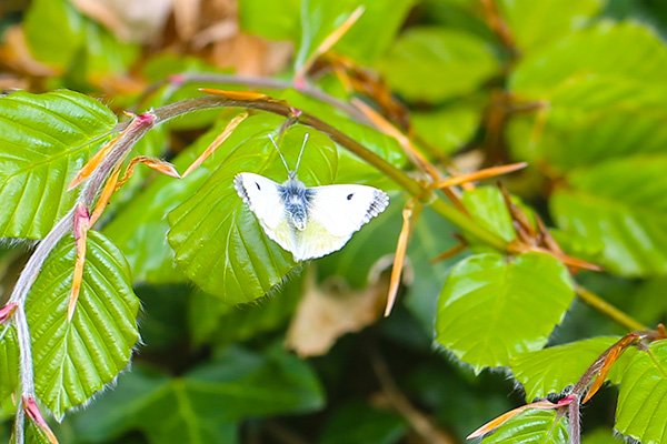 Cabbage-white-on-Beech-hedge