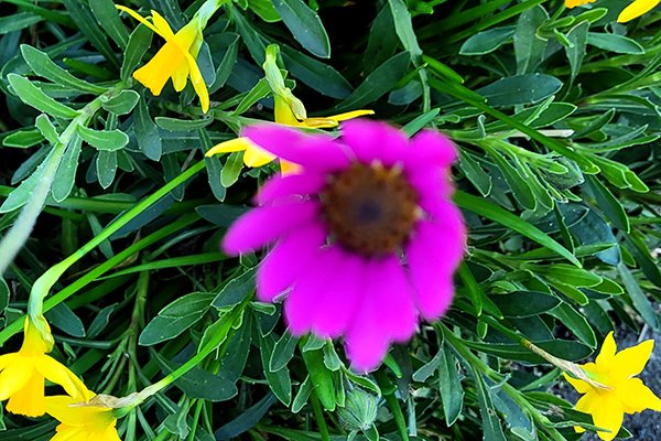 Cape-marguerite