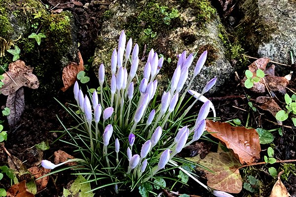 Crocus
