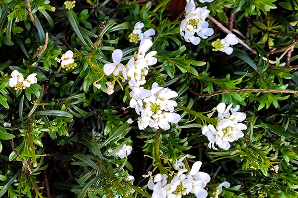 Evergreen-candytuft