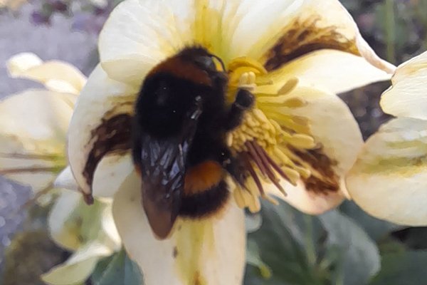 First-bee