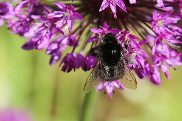 Fly-on-Alium