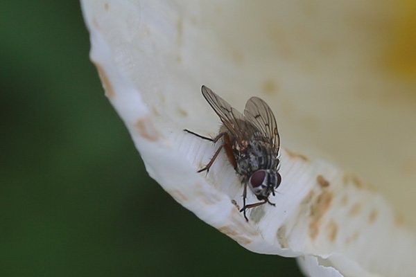 Fly-on-white-tulip