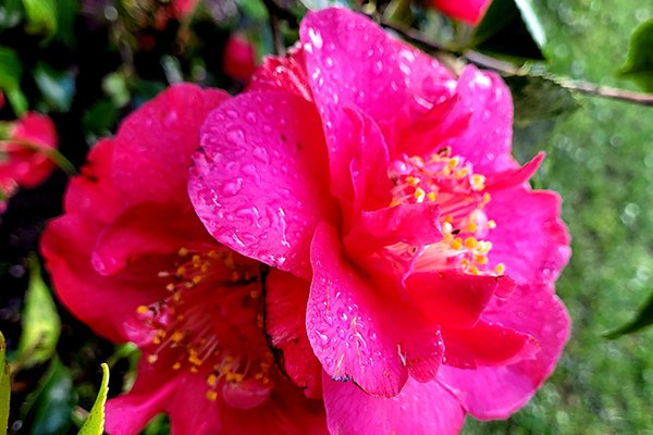 Japanese-camellia-2