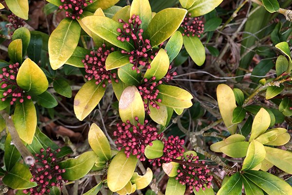 Japanese-skimmia