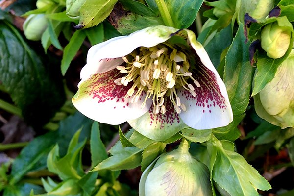 Lenten-rose