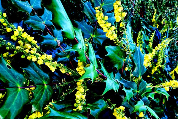 Mahonia