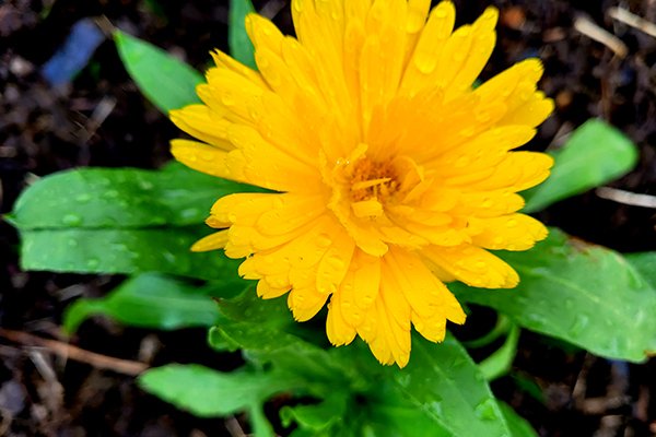 Marigold