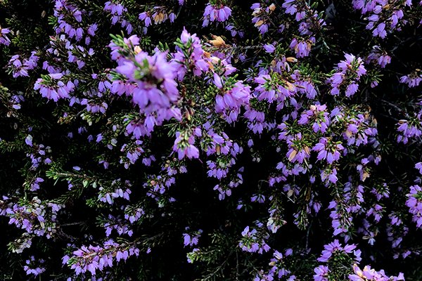 Scotch-heather