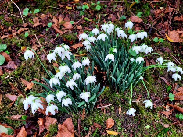 Snowdrops