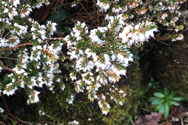 Tree-heath