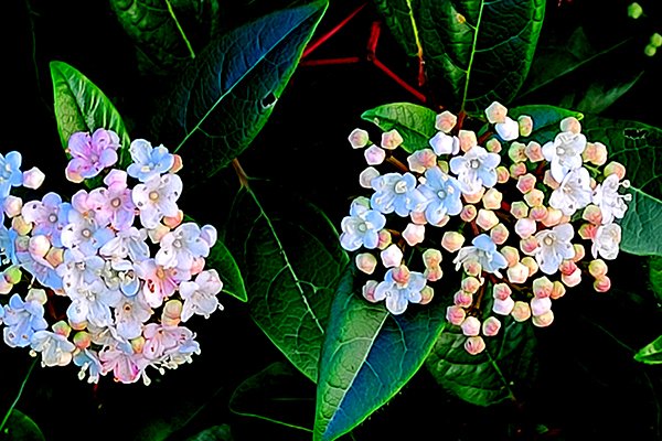 Viburnum-Laurustinus