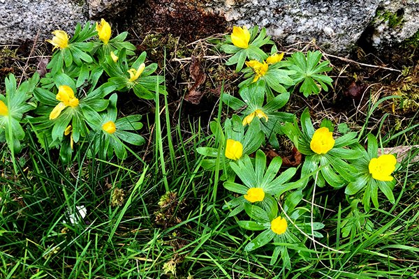 Winter-aconite