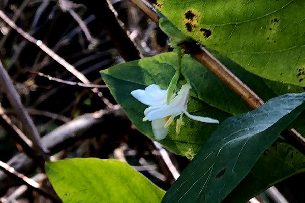 Winter-honeysuckle