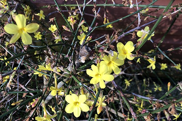 Winter-jasmine