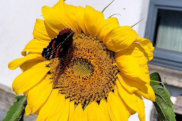 butterfly-on-sunflower