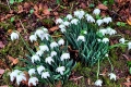 1_Snowdrops