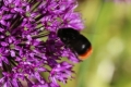 on alium