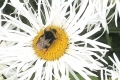 1_on-Shasta-daisy