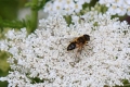1_on-Yarrow