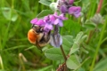 On vetch