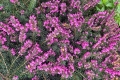 Bell-heather