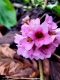 Bergenia