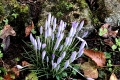 Crocus