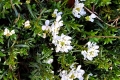 Evergreen-candytuft