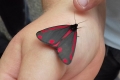 Cinnabar moth