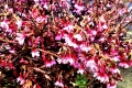 Japanese-cherry
